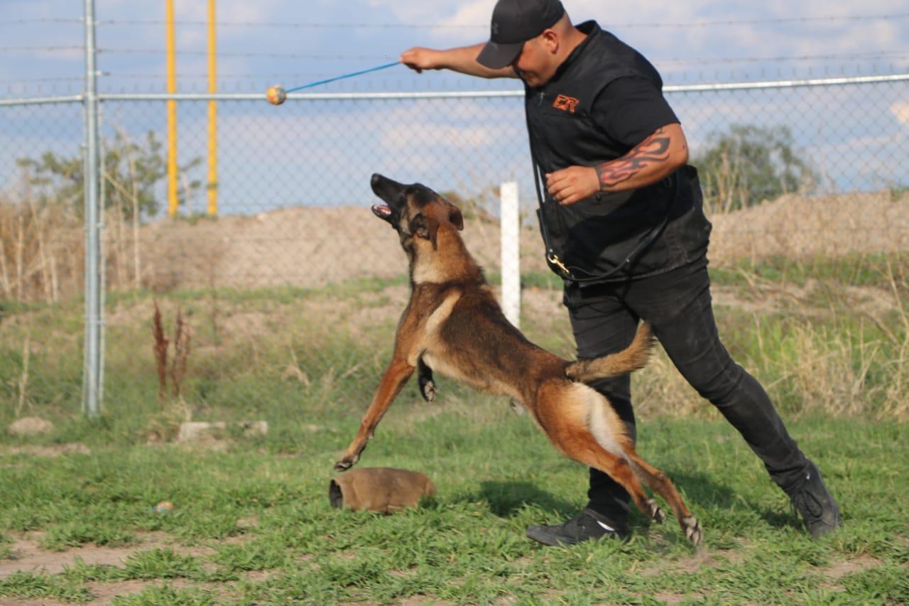 Perro entrenado 5