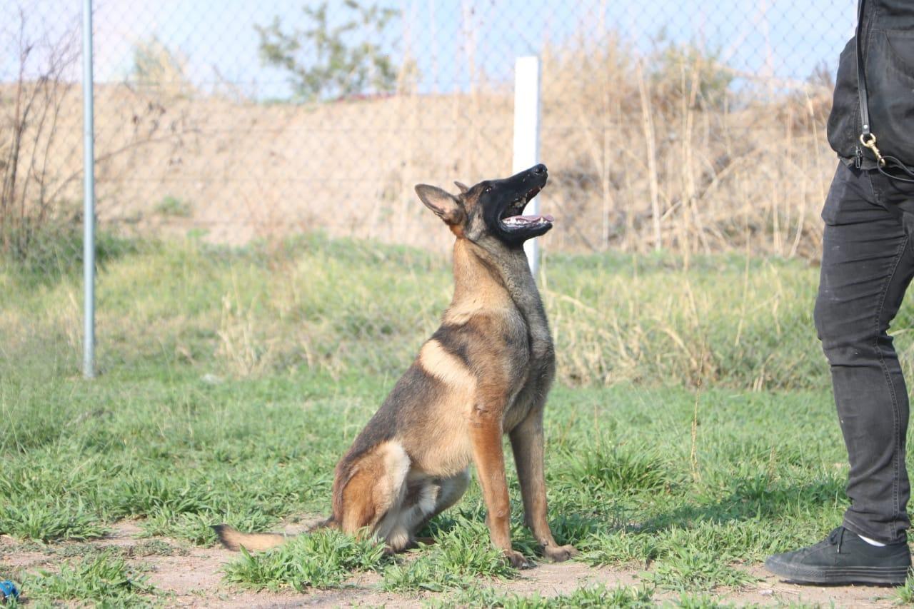 Perro entrenamiento fondo